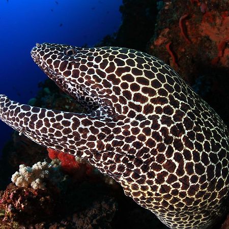 Benthos Bali Dive Resort Кандидаса Екстер'єр фото