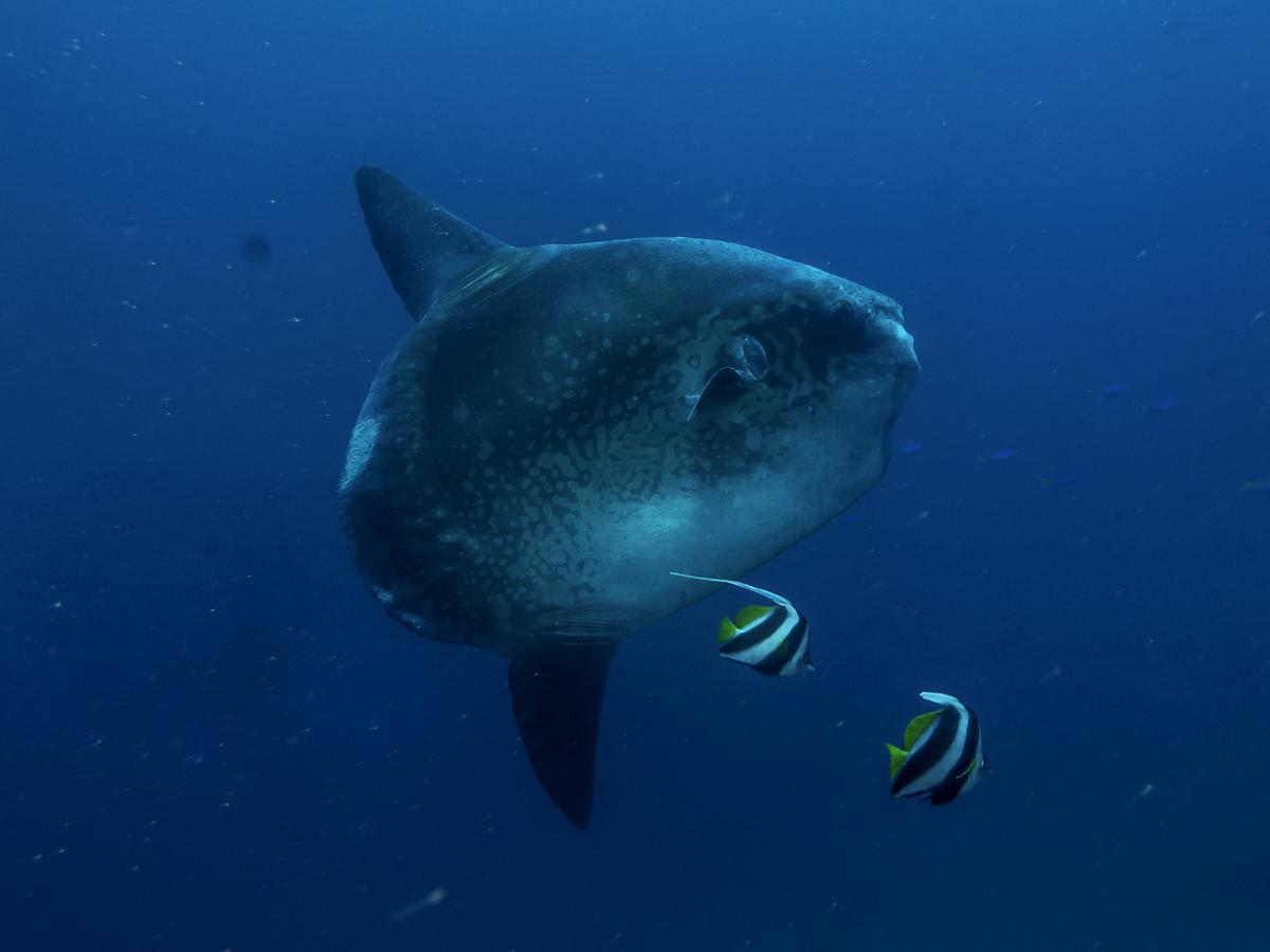 Benthos Bali Dive Resort Кандидаса Екстер'єр фото