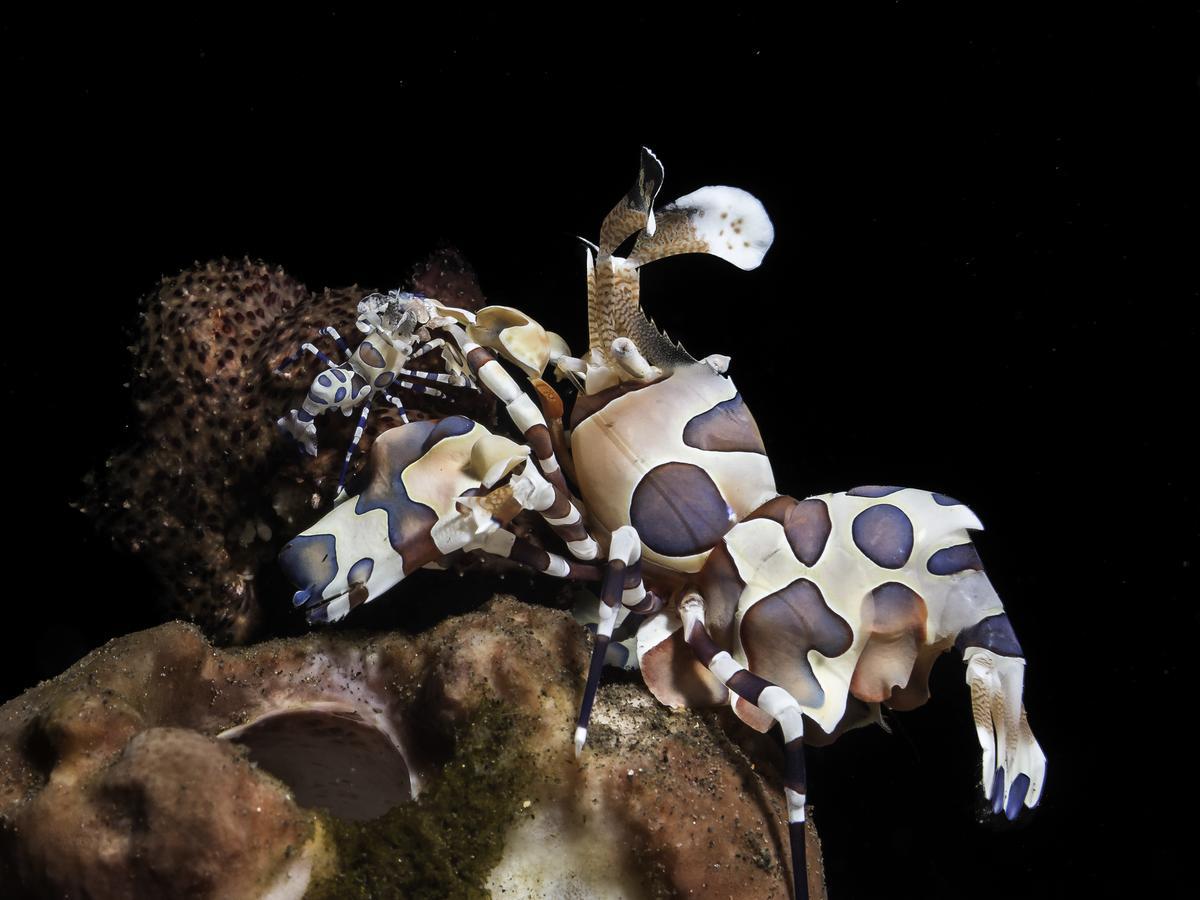 Benthos Bali Dive Resort Кандидаса Екстер'єр фото