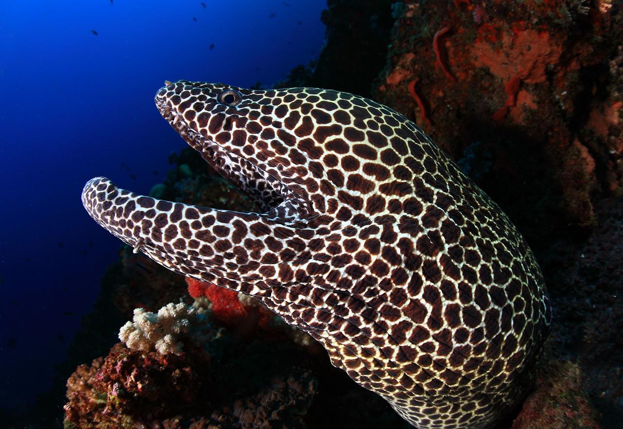 Benthos Bali Dive Resort Кандидаса Екстер'єр фото